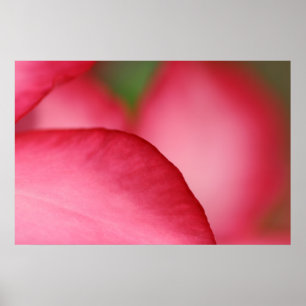 Rosa Löv Poster