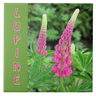 "ROSA LUPINE" /BLOMMIGT DESIGN KAKELPLATTA