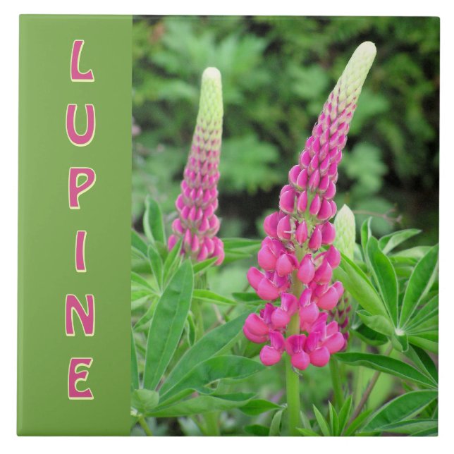"ROSA LUPINE" /BLOMMIGT DESIGN KAKELPLATTA (Framsidan)
