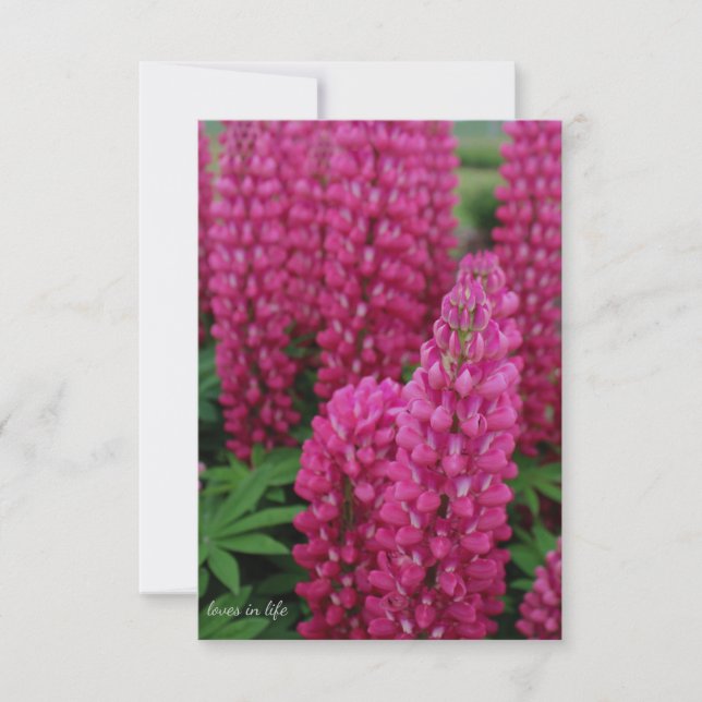 Rosa Lupine-platta anteckningskort (Framsida)