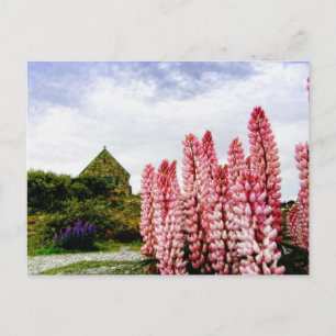 Rosa Lupins @ Sjö Tekapo New Zealand vycard Vykort