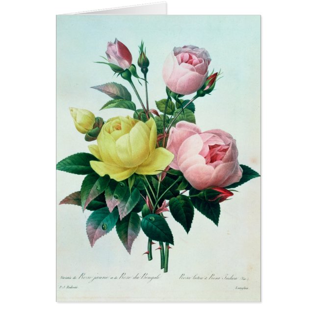 Rosa Lutea och Indica Rosa Hälsningskort (Framsidan)