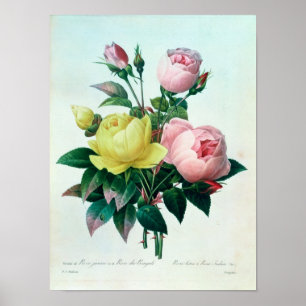 Rosa Lutea och Rosa Indica Poster