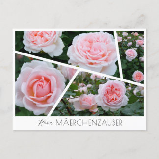 Rosa Mäerchenzauber Vykort