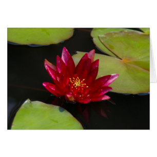 Rosa Magenta Lotus Waterlily Hälsningskort