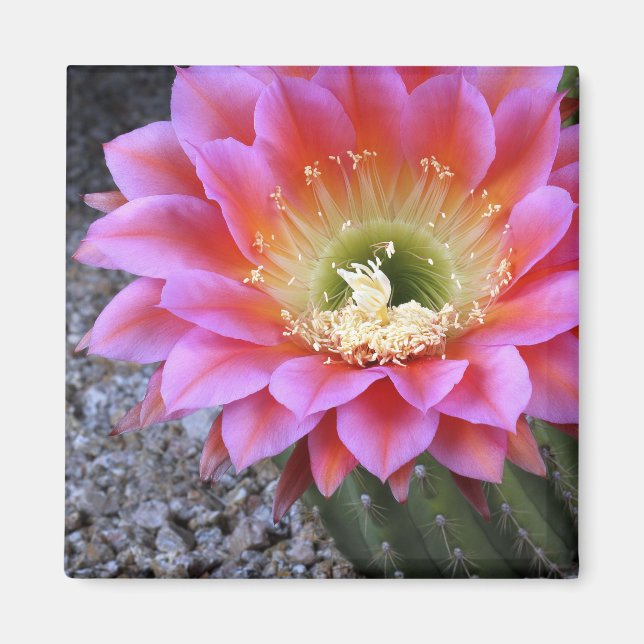 Rosa Magnet (Framsidan)