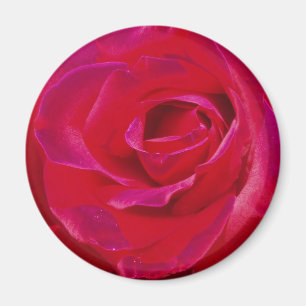Rosa magnet