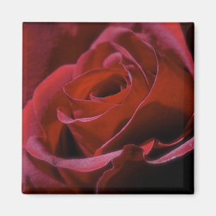 Rosa magnet