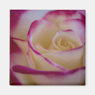 Rosa magnet för dubbel fröjd