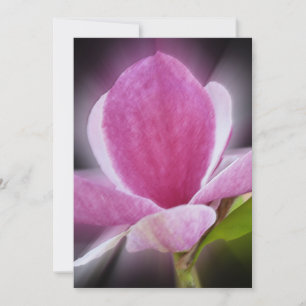 rosa magnolia-blomma