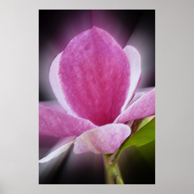 rosa magnolia-blomma poster (Framsidan)