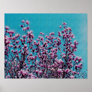 Rosa Magnolia Blommar Blå himmel Photo Painting Poster
