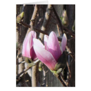 Rosa Magnolia Blommar Hälsningskort