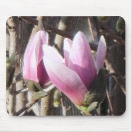 Rosa Magnolia Blommar Musmatta
