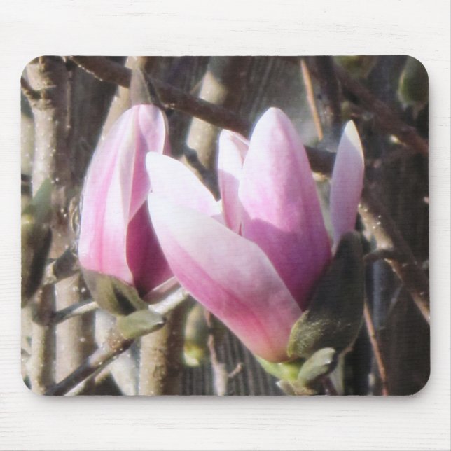 Rosa Magnolia Blommar Musmatta (Framsidan)