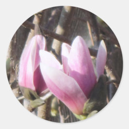 Rosa Magnolia Blommar Runt Klistermärke