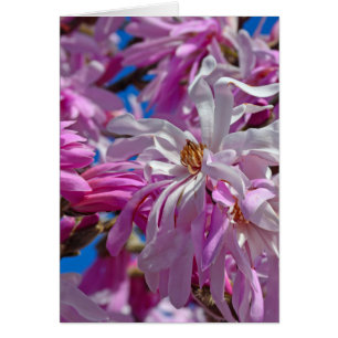 Rosa magnolia-blommor hälsningskort