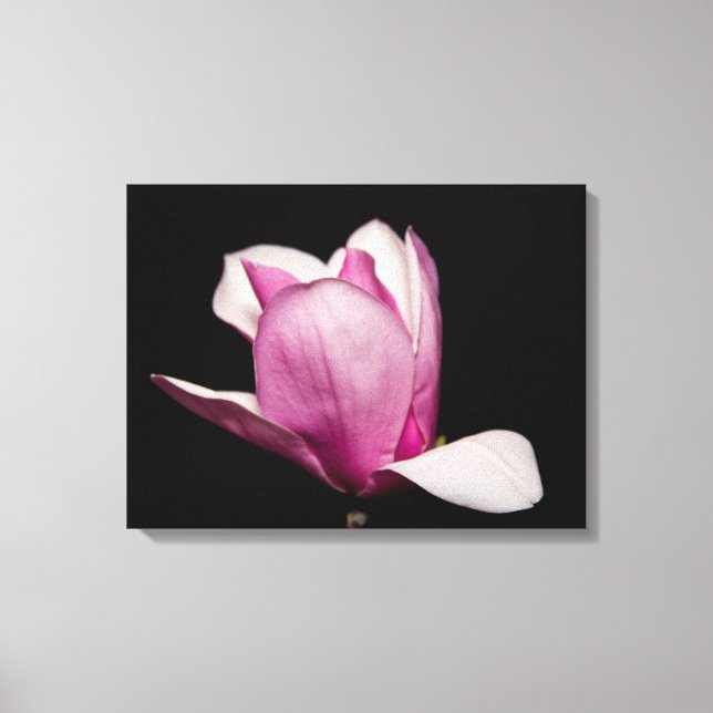 Rosa Magnolia Bloom Black Background Canvastryck (Framsida)