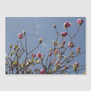 Rosa Magnolia Buds