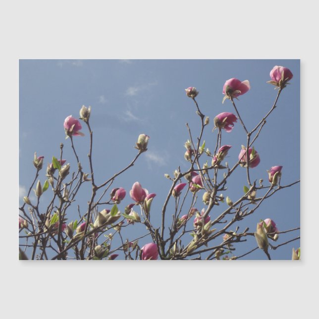 Rosa Magnolia Buds (Framsida)