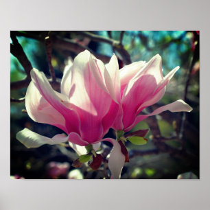 Rosa Magnolia Flower Blommar Close Up Poster