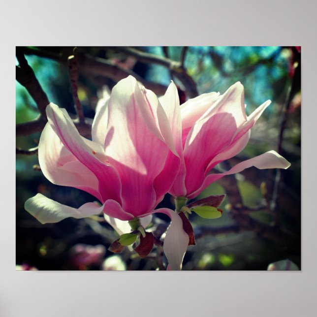 Rosa Magnolia Flower Blommar Close Up Poster (Framsidan)