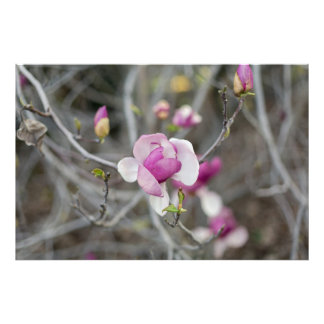 Rosa Magnolia Flower Fototryck