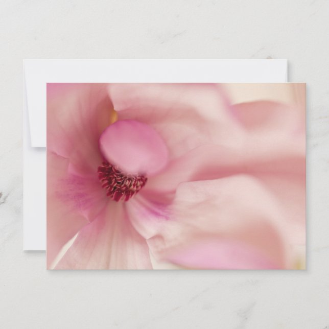 Rosa Magnolia Flower - Magnolias-mall (Framsida)