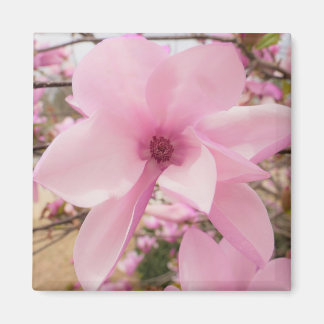 Rosa Magnolia Flower Square Magnet