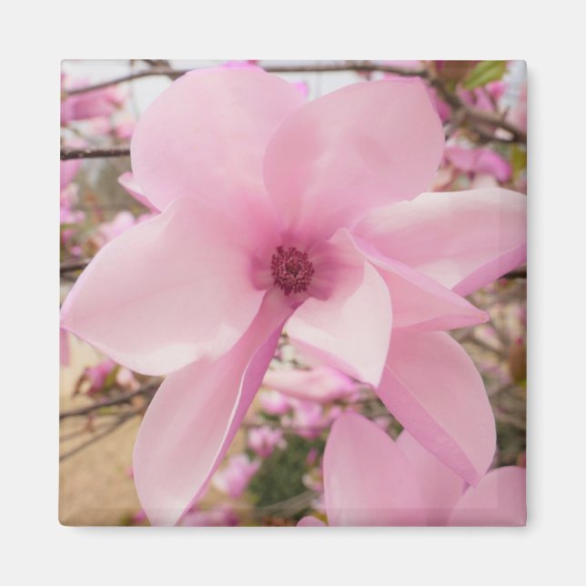 Rosa Magnolia Flower Square Magnet (Framsidan)