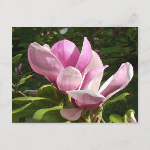 Rosa Magnolia Flower vycard Vykort