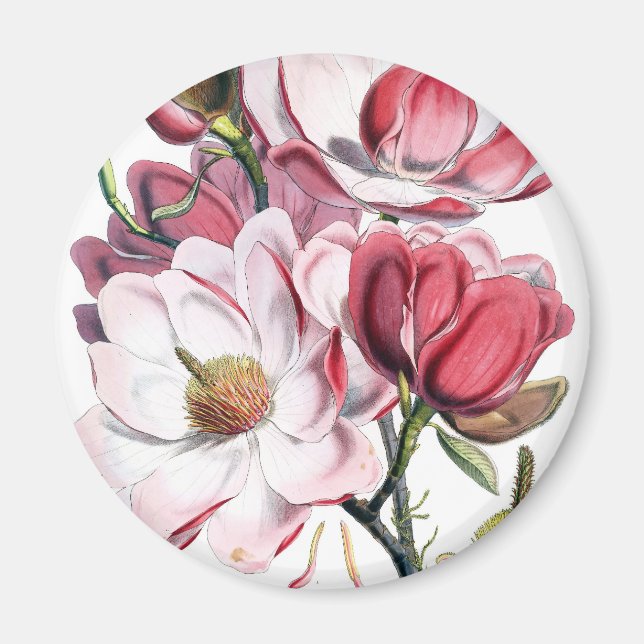 Rosa Magnolia Flowers Magnet (Framsidan)