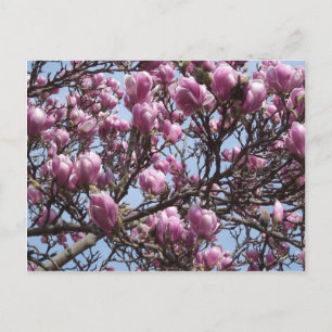 Rosa Magnolia Flowers vykort