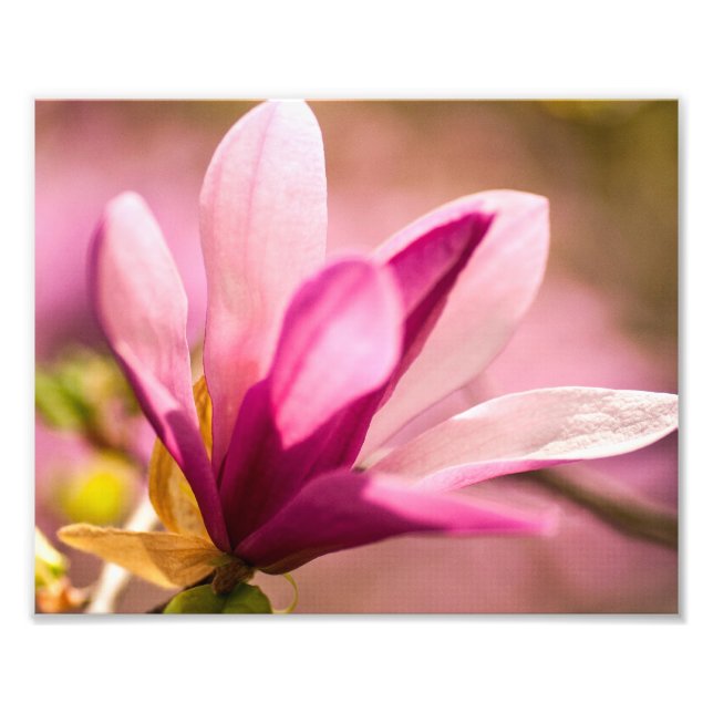 Rosa Magnolia Fototryck (Framsidan)