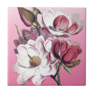 Rosa Magnolia Kakelplatta