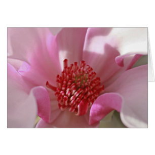 Rosa Magnolia OBS Kort