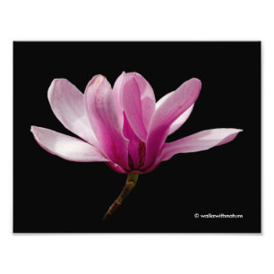 Rosa Magnolia på Black Fototryck