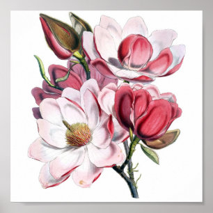 Rosa Magnolia Poster