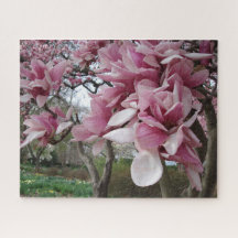 Rosa Magnolia