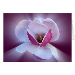 rosa Magnolia-skuggor Hälsningskort