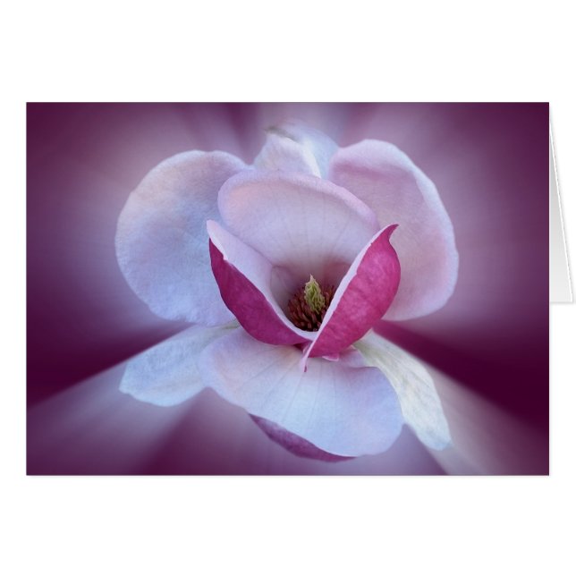 rosa Magnolia-skuggor Hälsningskort (Framsidan Horizontal)