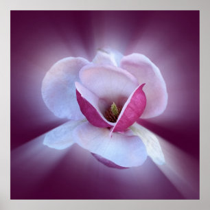 rosa Magnolia-skuggor Poster