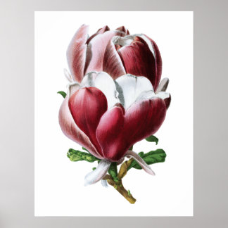 Rosa magnolia storblommor poster