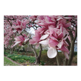 rosa Magnolia Träd Fototryck