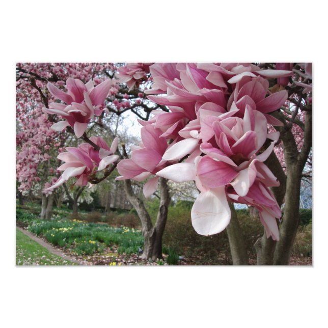 rosa Magnolia Träd Fototryck (Framsidan)