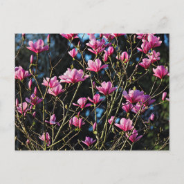 Rosa Magnoliablomma Vykort