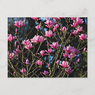 Rosa Magnoliablomma Vykort
