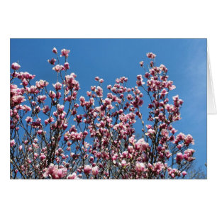 Rosa Magnoliablommor Blå Himmel Notkort OBS Kort
