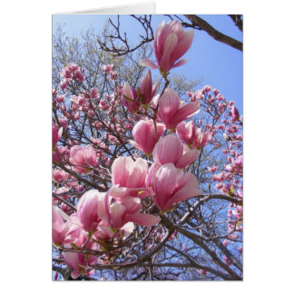 rosa magnolias OBS kort