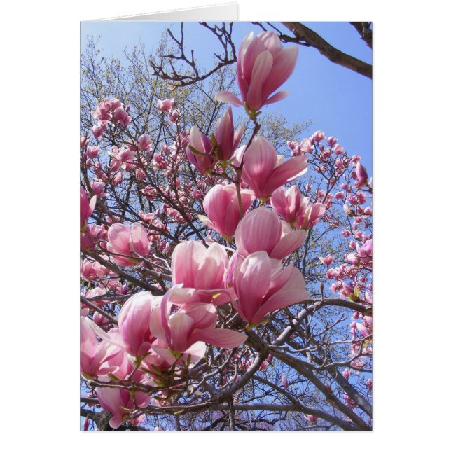 rosa magnolias OBS kort (Framsidan)